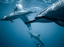 开云应用中心-小加索尔揭幕战表现辣眼 湖人防守恐面临巨大隐患