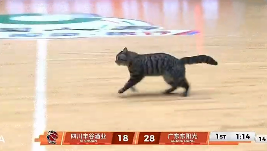 开云官方下载-WC！陈国豪！太奇葩了...